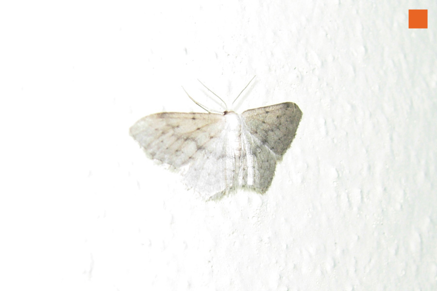 Ancora problemi con i Geometridae....